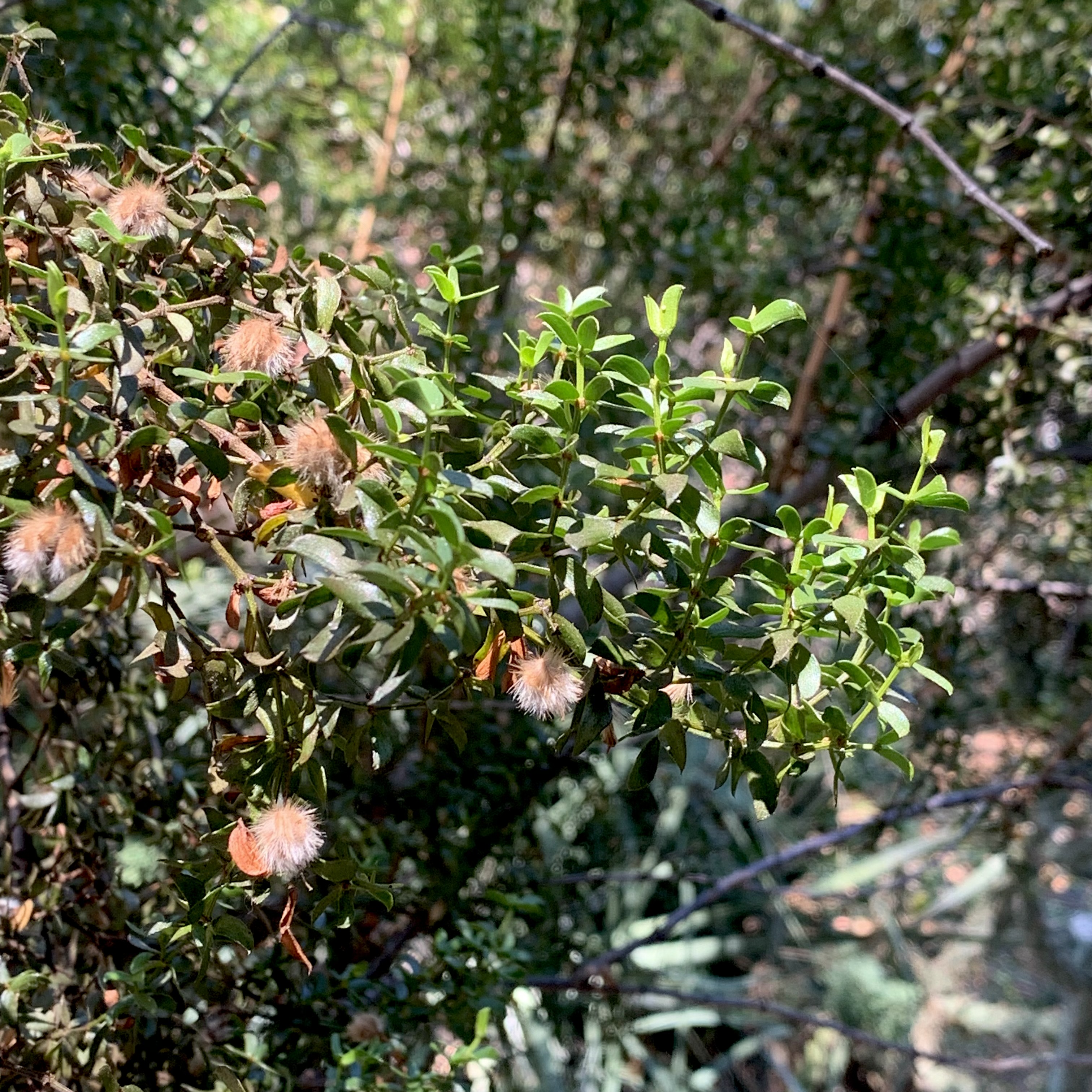 Creosote